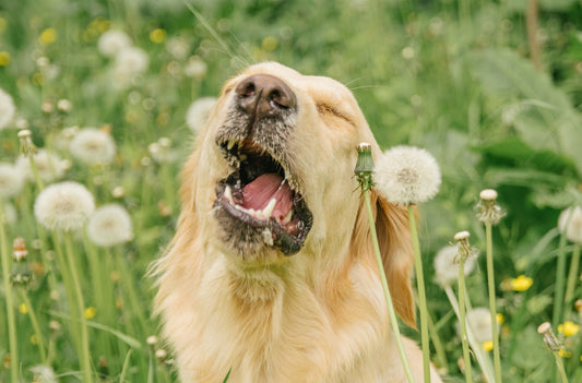 Allergies in dogs explained