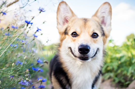 Signs that your dog is in good health