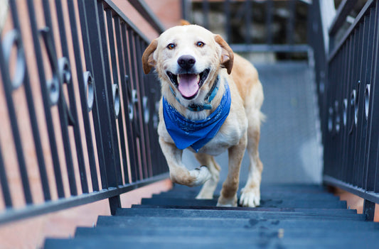 Hip Dysplasia in Dogs