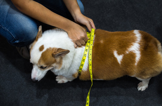 The dangers of carrying too much weight