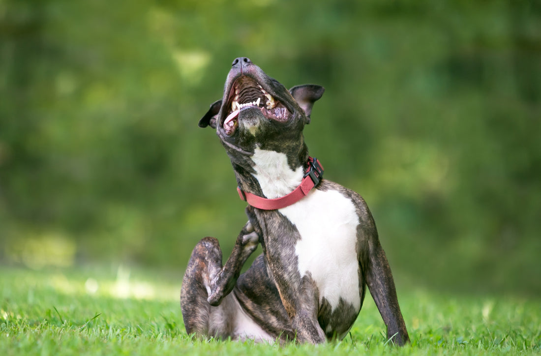 Dog Parasites: Understand and Prevent