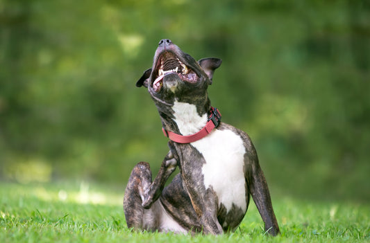 Dog Parasites: Understand and Prevent