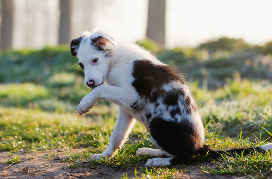 Signs that your dog may be unwell
