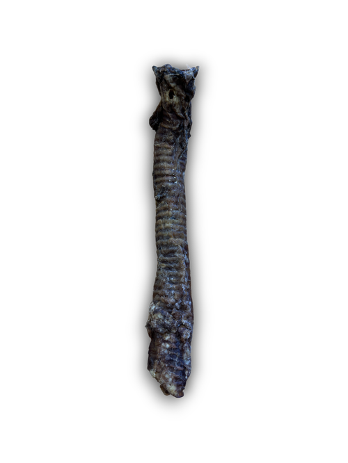 Goat Trachea
