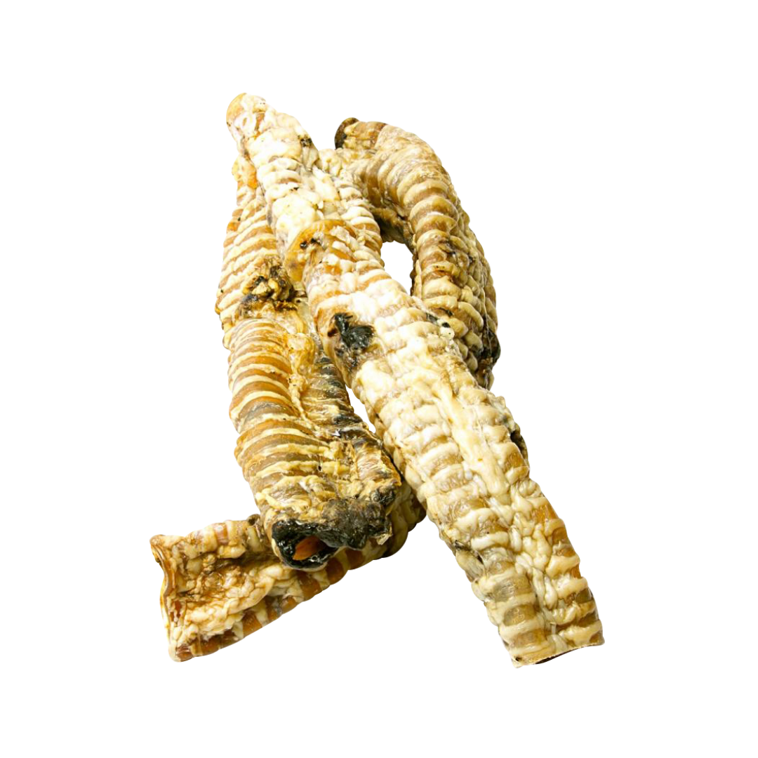 Trachea - approx 40cm