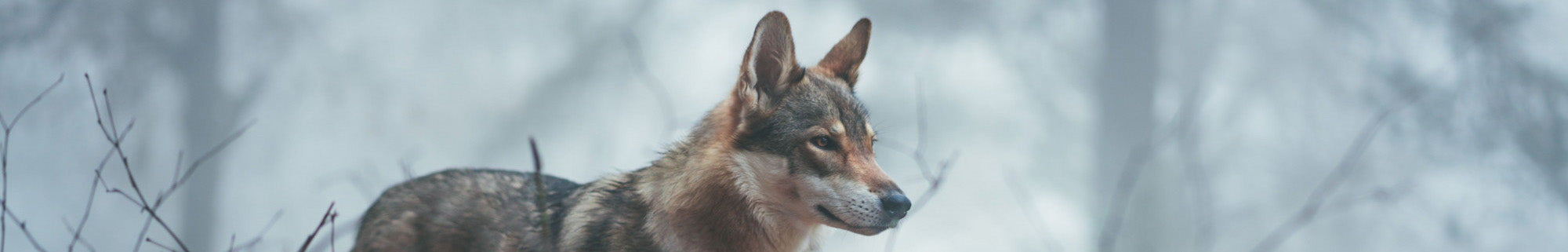The Importance of Natural Dog Treats. Learn why they are good for your dog.