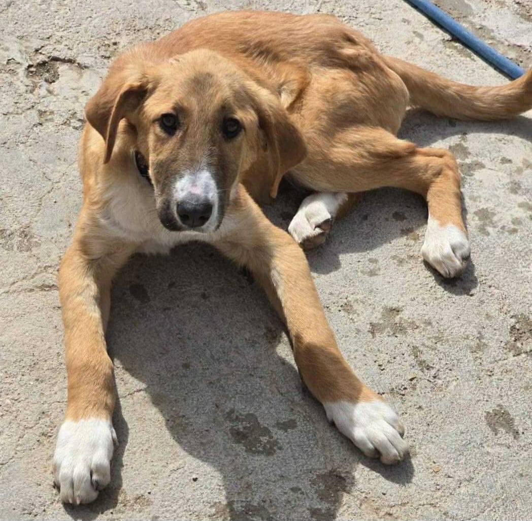 Christmas Gift for a Rescue Dog