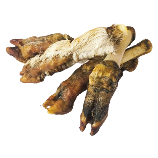 Picture of lamb foot with fur