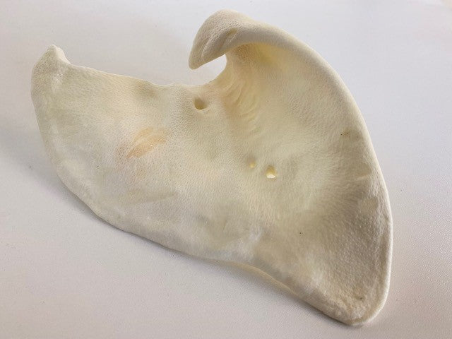 Picture of puffed sow ear