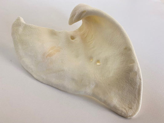 Picture of puffed sow ear