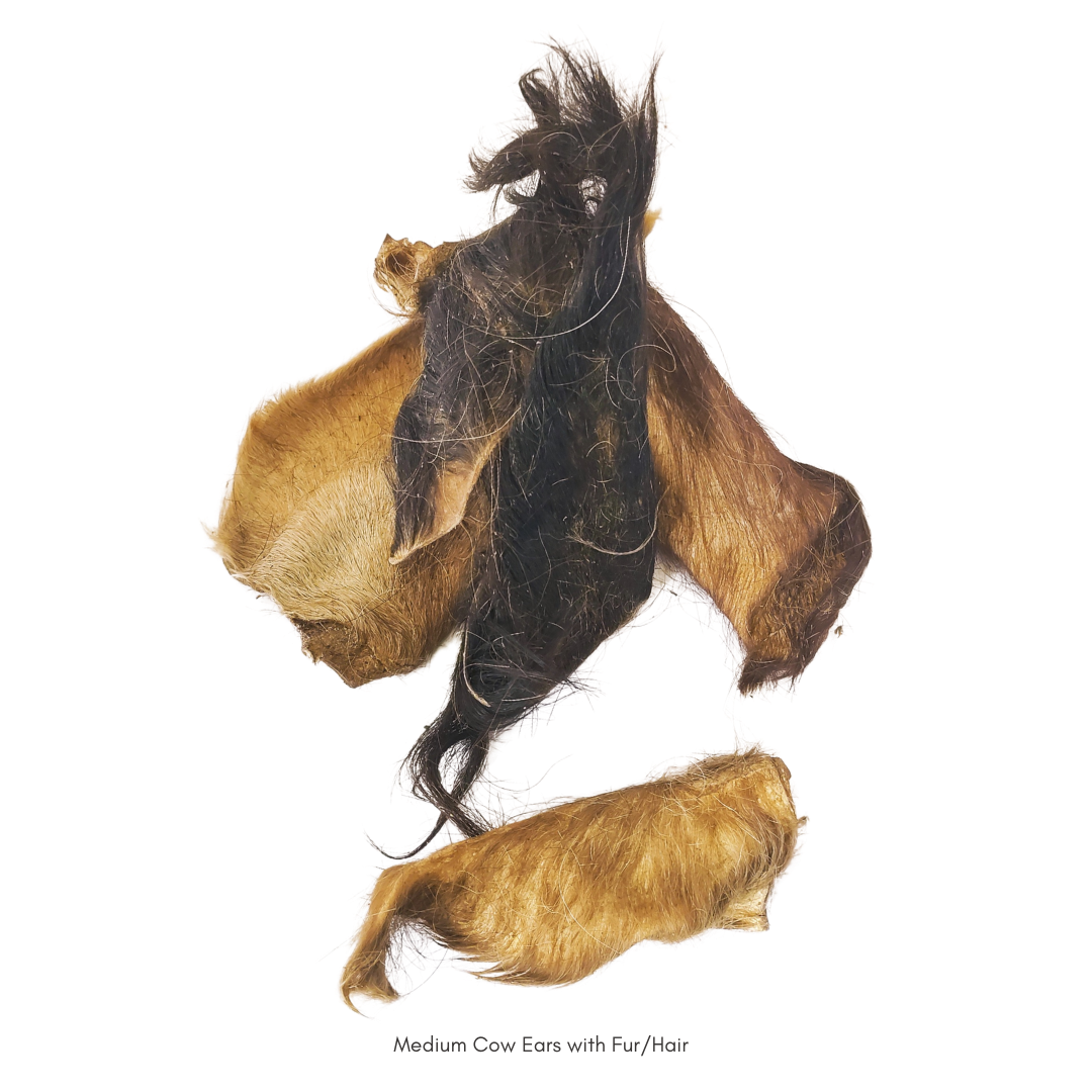 picture of medium cow ears with fur