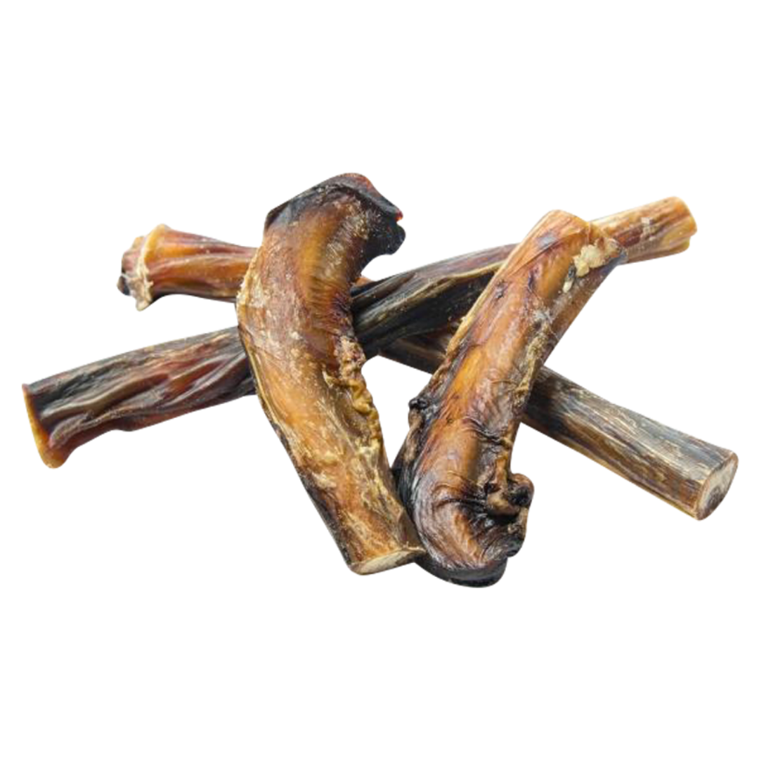 Pizzle hotsell dog treat