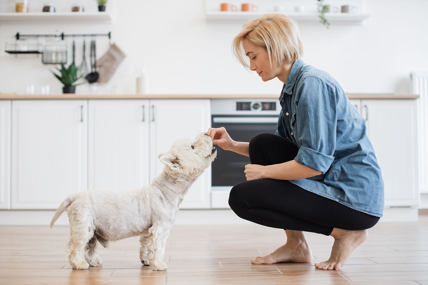 what-treats-can-i-give-my-puppy-dog-treat-boutique