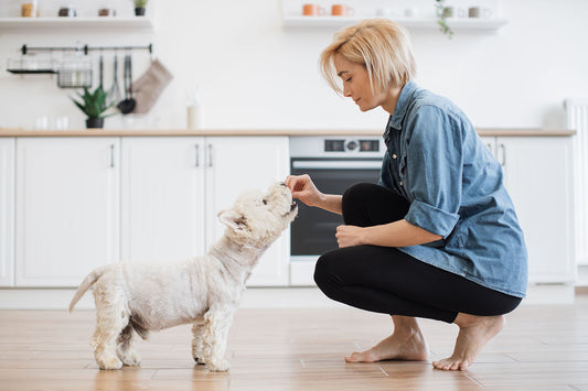 What Treats Can I Give My Puppy?