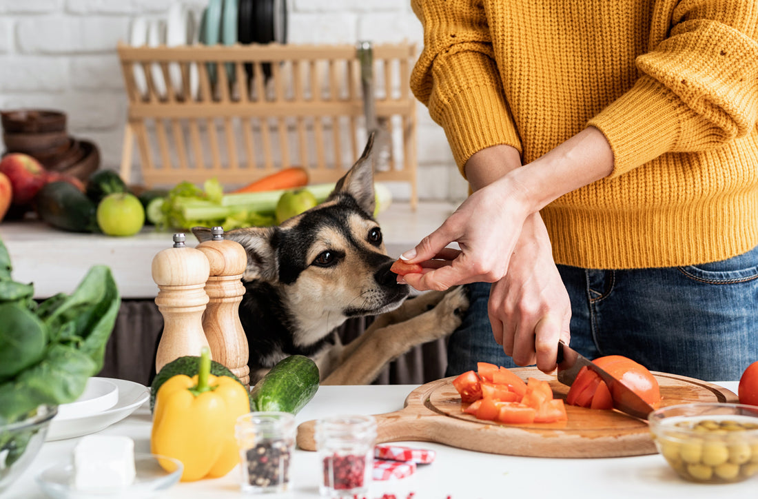 Why a Balanced Diet is crucial for your dog