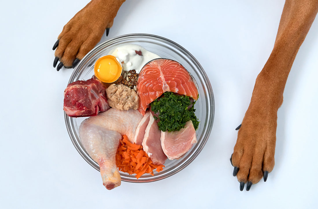 The Importance of Protein in a dog's diet