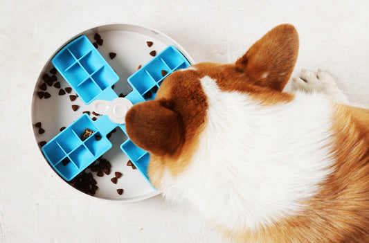 Slow feeding can improve your dog’s health