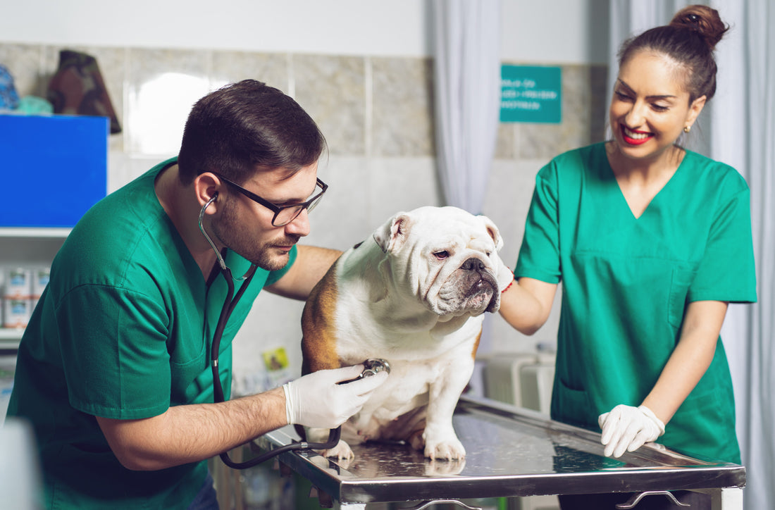 How to make vet visits less stressful for your dog
