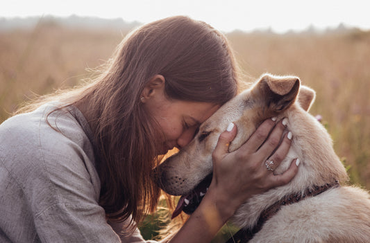The 10 reasons why Natural Dog Treats matter