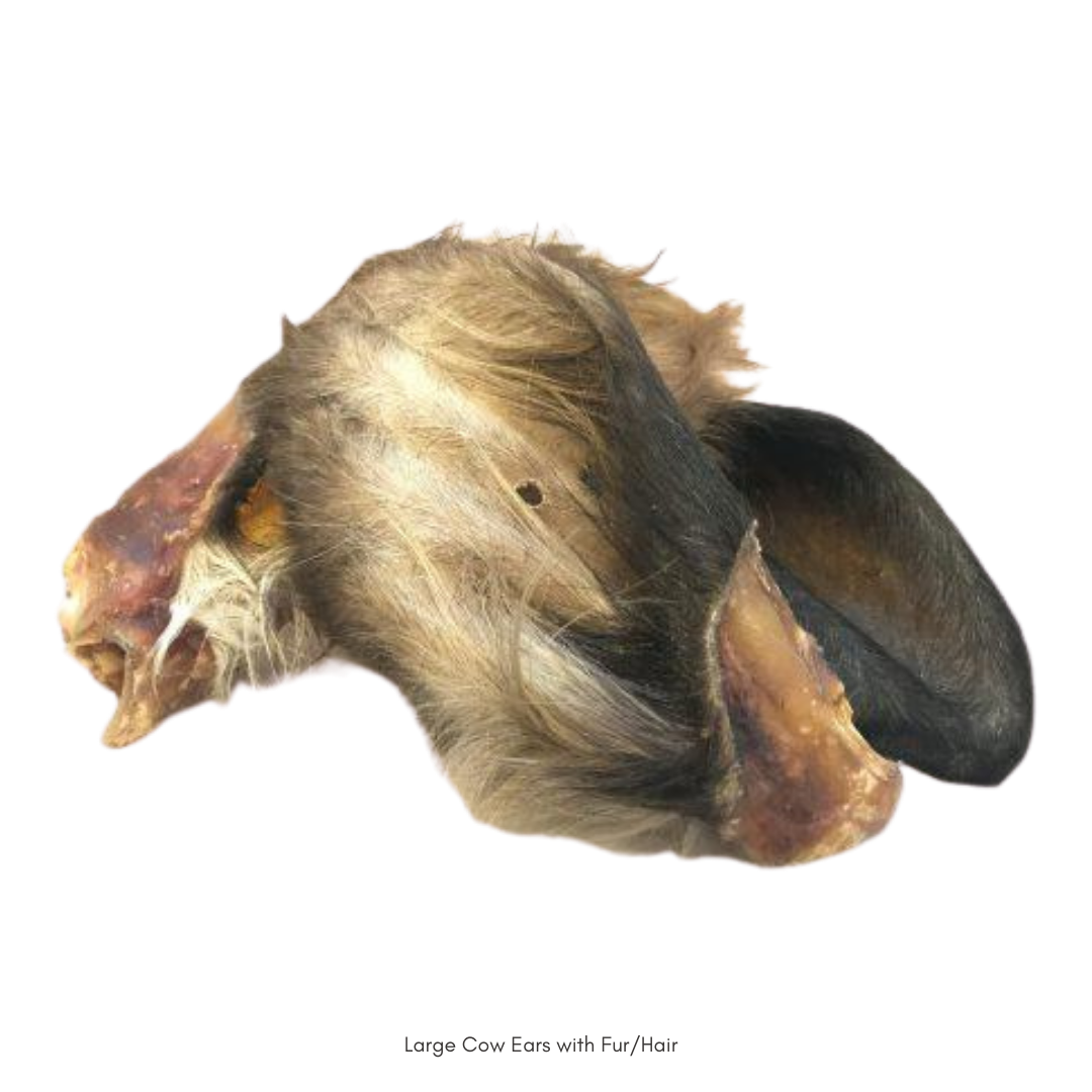 Cow Ear with hair