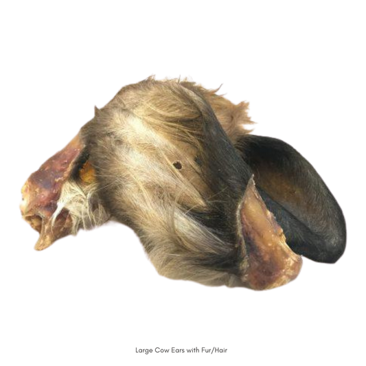 Cow Ear with hair