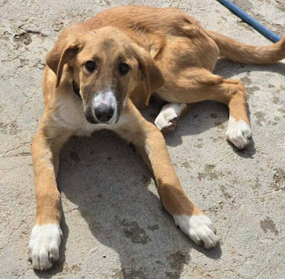 Christmas Gift for a Rescue Dog