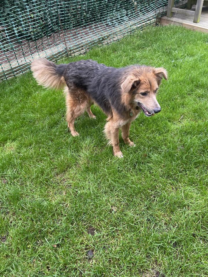 Christmas Gift for a Rescue Dog