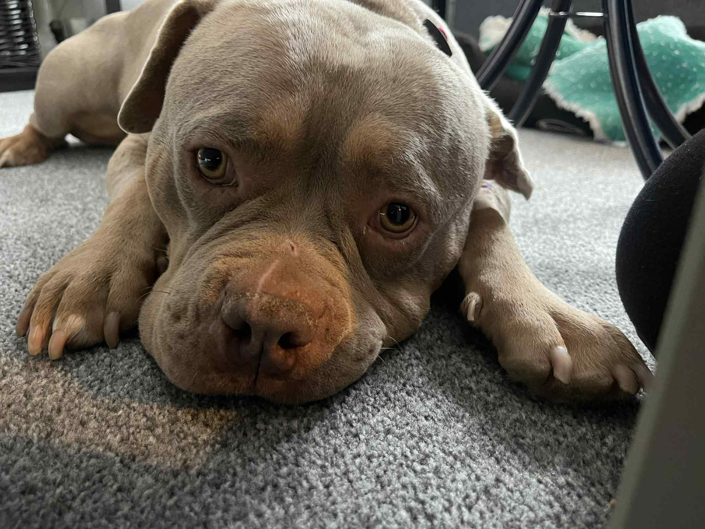 Christmas Gift for a Rescue Dog