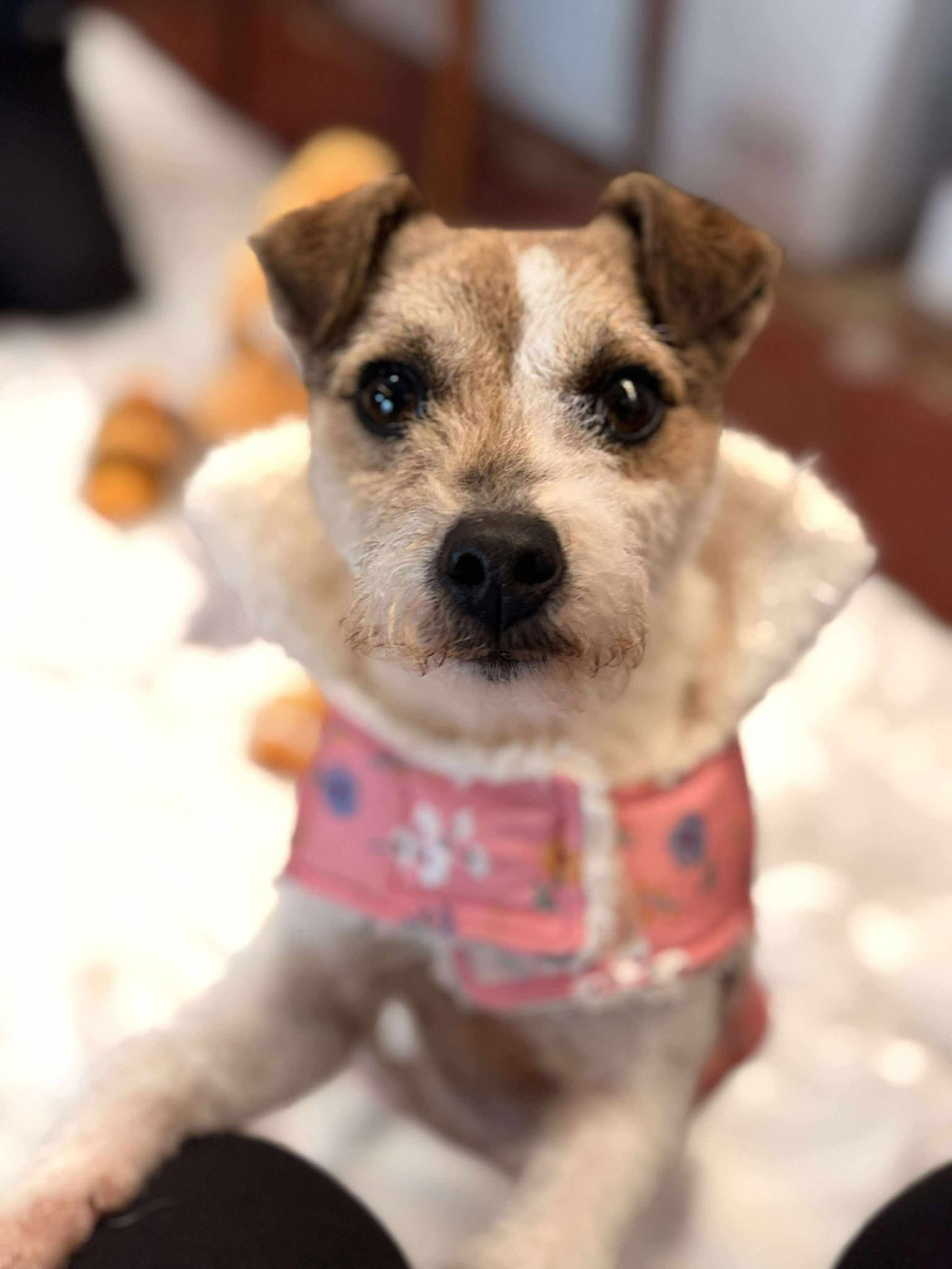 Christmas Gift for a Rescue Dog