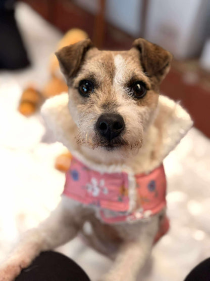 Christmas Gift for a Rescue Dog