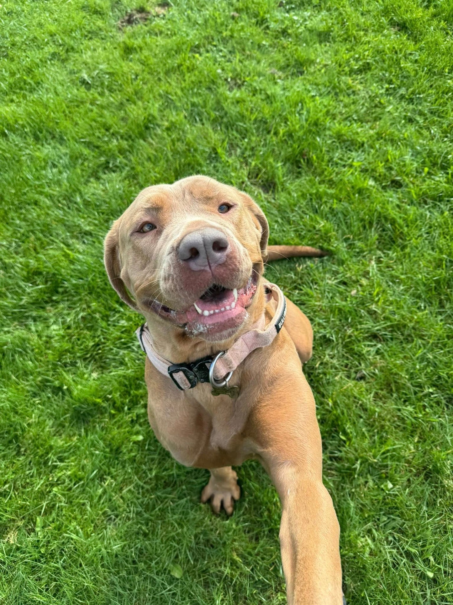 Christmas Gift for a Rescue Dog