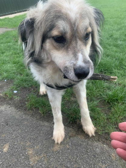 Christmas Gift for a Rescue Dog