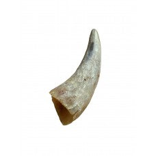Cow Horn - empty